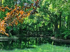 -上海共青森林公园