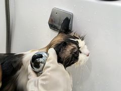-爱洗澡的猫(望京店)