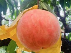 -南汇水蜜桃采摘(大团店)