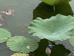 -天津东丽湖风景区