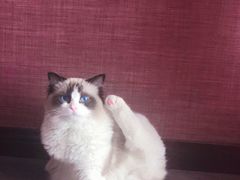 -Goku PET SHOP宠物视觉生活馆(双井店)