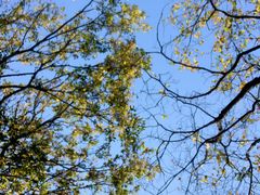 -上海佘山国家森林公园天马山园