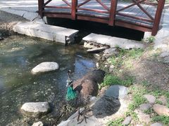 -北京麋鹿生态实验中心