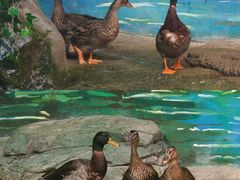 -上海海洋水族馆