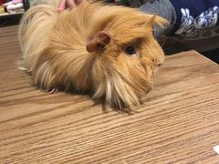 -藦茜花园宠物主题亲子互动体验馆(国顺东路店)