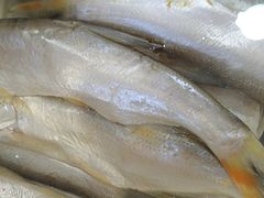 -庆岭迎宾园正宗活鱼馆