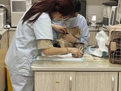 -四月宠物医院·猫专科·心脏专科·内科(转塘店)