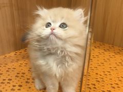 -欣宠猫屋·矮脚拿破仑·蓝金金渐层