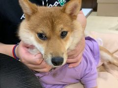 -逗柴咖啡屋·狗咖猫咖宠物桌游