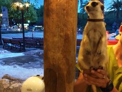 -清迈夜间动物园