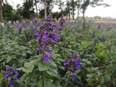 -松山湖梦幻百花洲