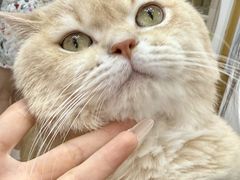 -青奢宠物·青奢猫舍