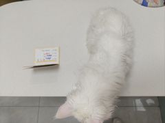 -中农大我爱我爱动物医院·核磁CT·猫病·24小时夜诊中心(石佛营店)