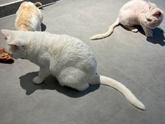 -琪喵猫屋·撸猫猫咖·猫舍