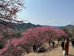 -新建村梅花