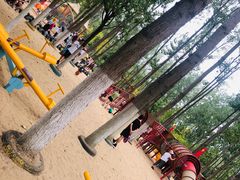 -合肥滨湖国家森林公园