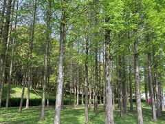 -宜兴龙背山森林公园