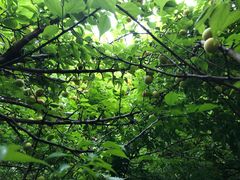 -白塘生态植物园