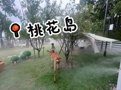 -金鸡湖桃花岛