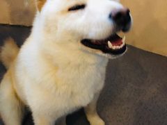 -喜柴咖啡·柴犬狗咖