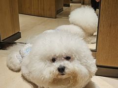 -上海佘山世茂艾美酒店