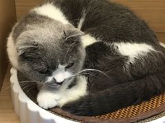 -喵园·猫主题咖啡厅·撸猫·猫咖(国贸店)