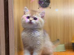 -欣宠猫屋·矮脚拿破仑·蓝金金渐层