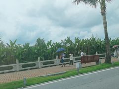 -野狸岛