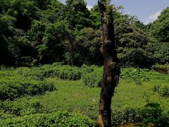-南山植物园