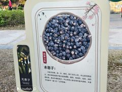 -中山市树木园