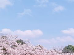 -顾村公园