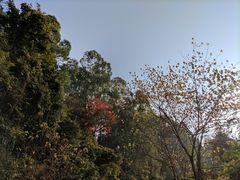 -火炉山森林公园