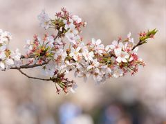 -上海辰山植物园