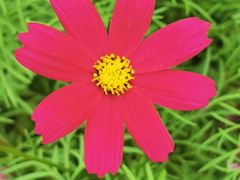 -天适樱花悠乐园