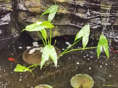 -国家植物园南园