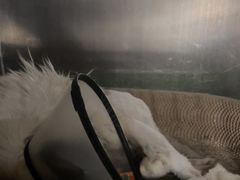-安安宠医宠物医院·异宠·犬猫内科(岳阳分院)