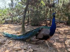 -西霞口神雕山野生动物世界