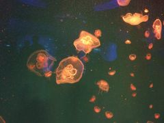 -芜湖新华联大白鲸海洋公园