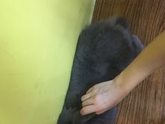 -志龙皇冠吃货椰子铺