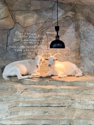 -Zoolung Zoolung动物主题公园(海信广场店)