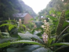 -抱龙峪