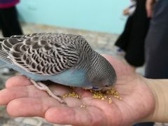 -上海大自然野生昆虫馆(东方明珠·爬宠昆虫探索中心)