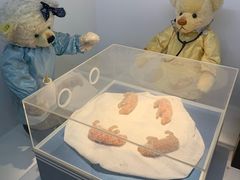-成都泰迪熊博物馆