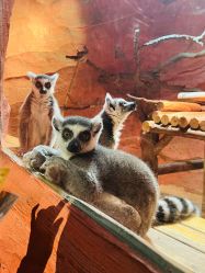 -Zoolung Zoolung动物主题公园(海信广场店)