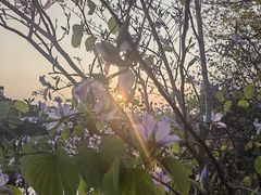 -广东花都湖国家湿地公园