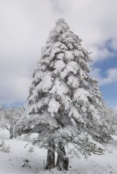 -大秃顶子山