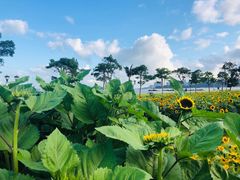 -野狸岛