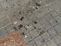 -上海鲜花港