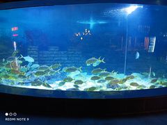 -烟台海昌鲸鲨海洋公园