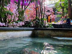 -海口观澜湖火山温泉谷